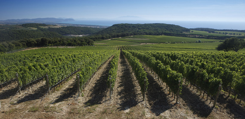 Weinberge bei Bolgheri, Sassicaia, Livorno, Toskana