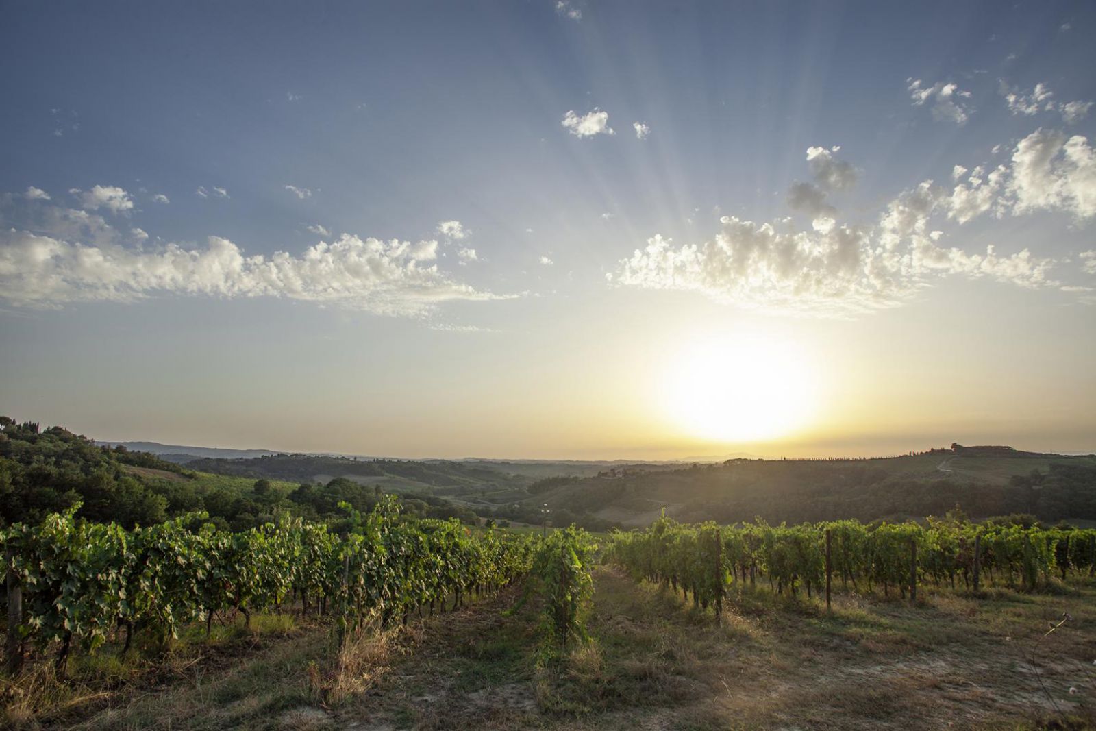 Weinberge in der Toskana, Urlaub im Agriturismo